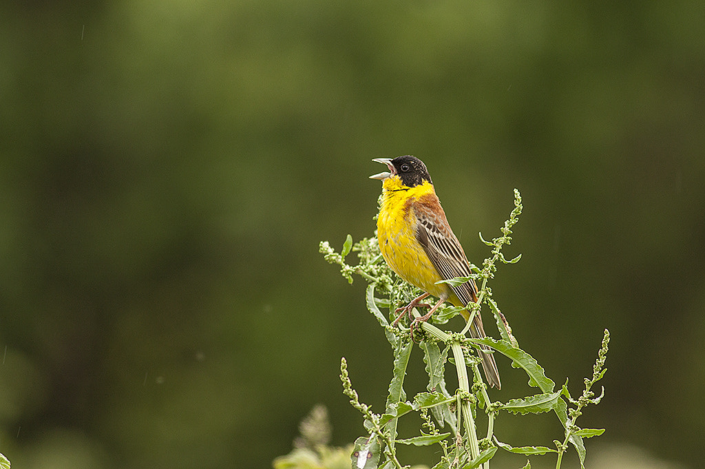 Canon EOS 450D (EOS Rebel XSi / EOS Kiss X2) + Canon EF 400mm F5.6L USM sample photo. Black-headed bunting/ emberiza melanocephala photography