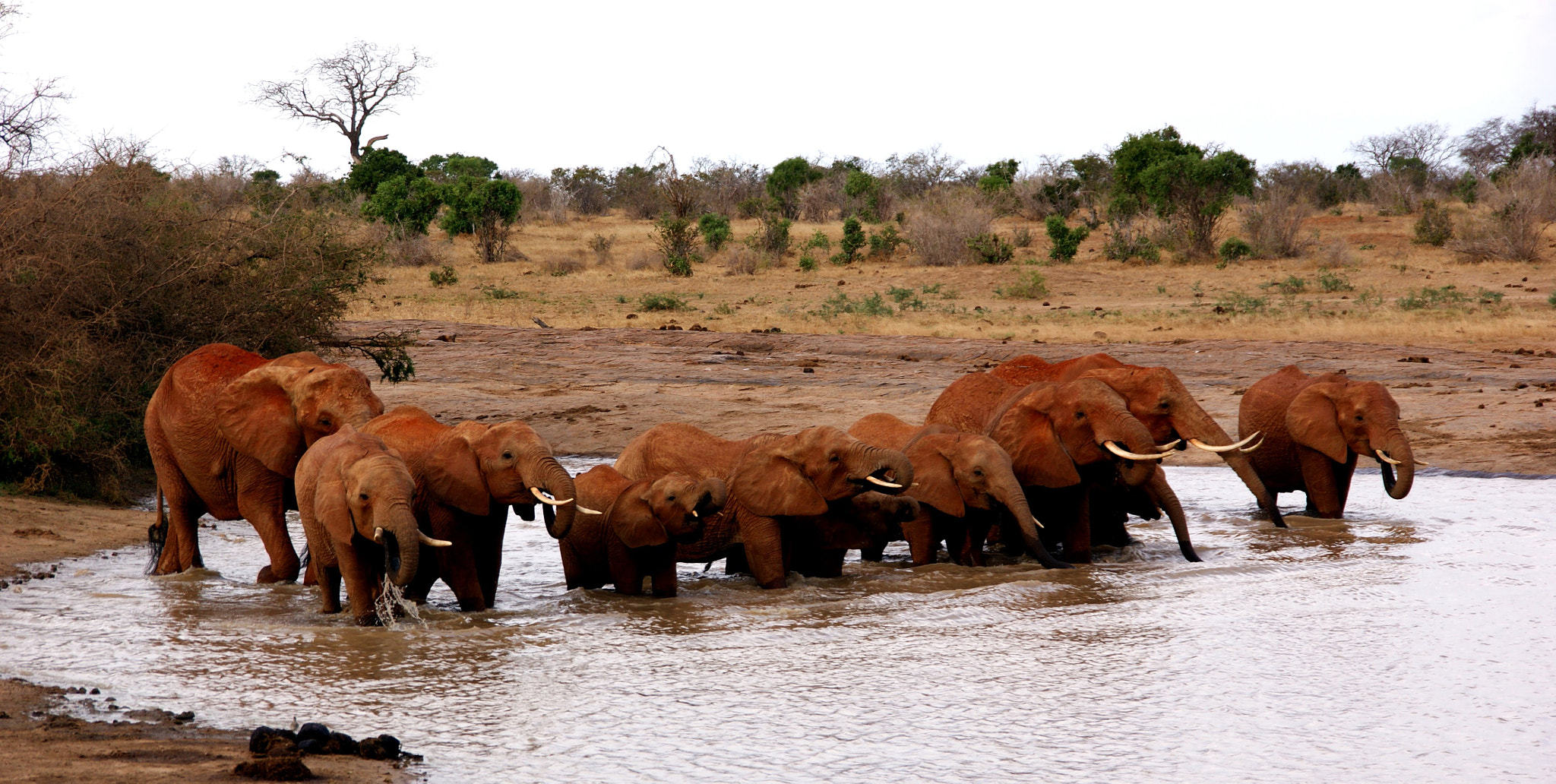 Sony Alpha DSLR-A350 + Sigma 18-200mm F3.5-6.3 DC sample photo. Red giants, tsavo east wildlife park/ kenya photography