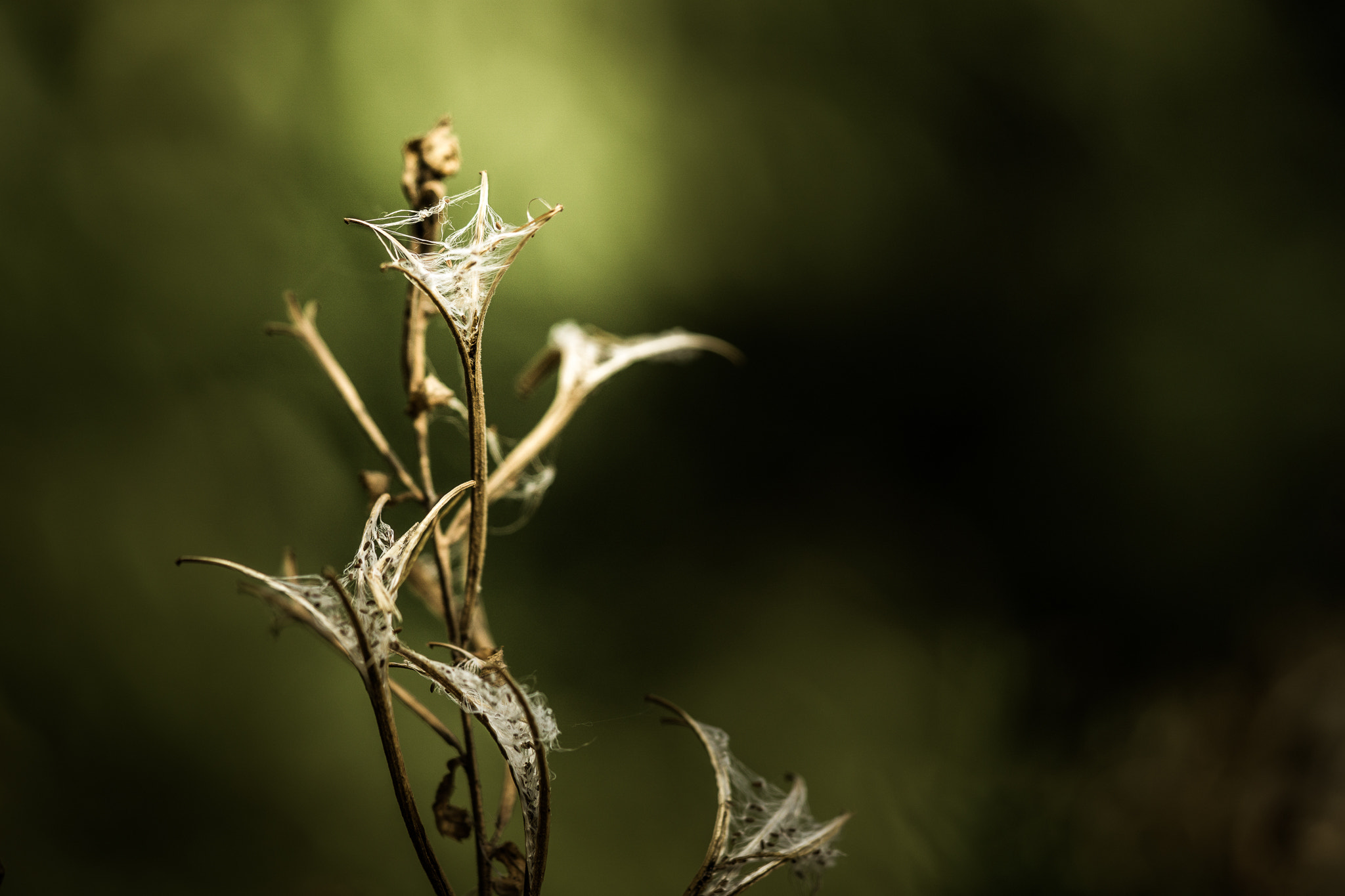 Sony a6000 + Sony FE 90mm F2.8 Macro G OSS sample photo. Go green! photography