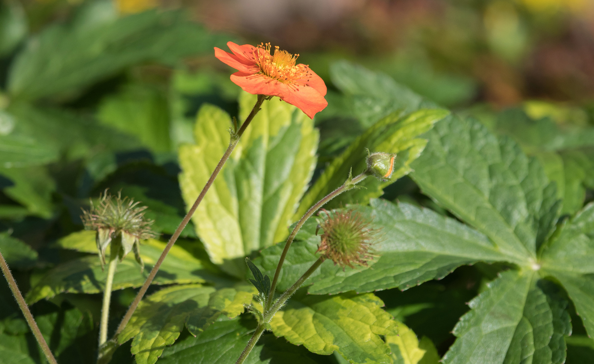 Sigma 70-200mm F2.8 EX DG OS HSM sample photo. Staying alive photography