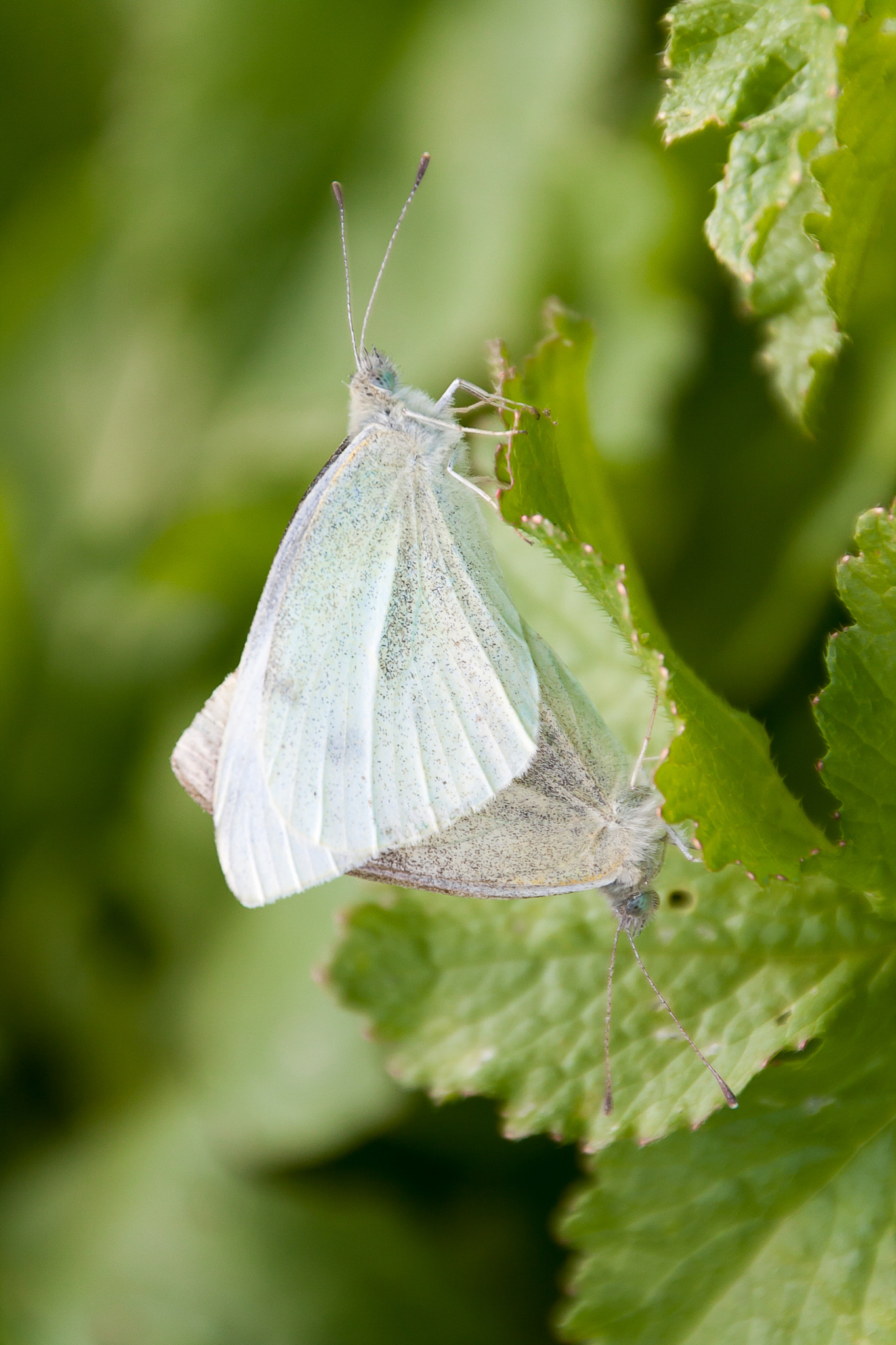 Sigma 18-250mm F3.5-6.3 DC OS HSM sample photo. Butterfly photography
