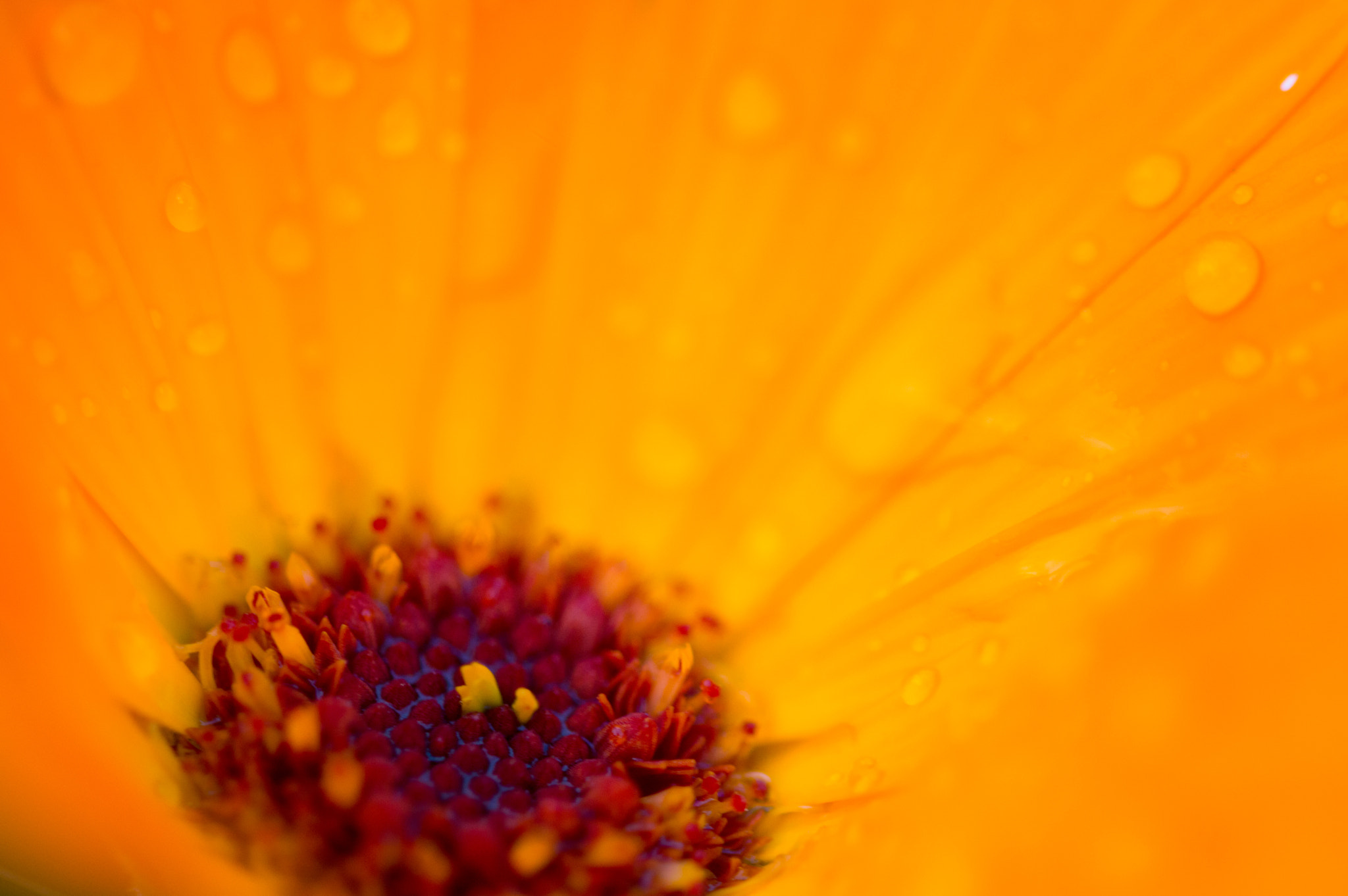 Sigma 105mm F2.8 EX DG OS HSM sample photo