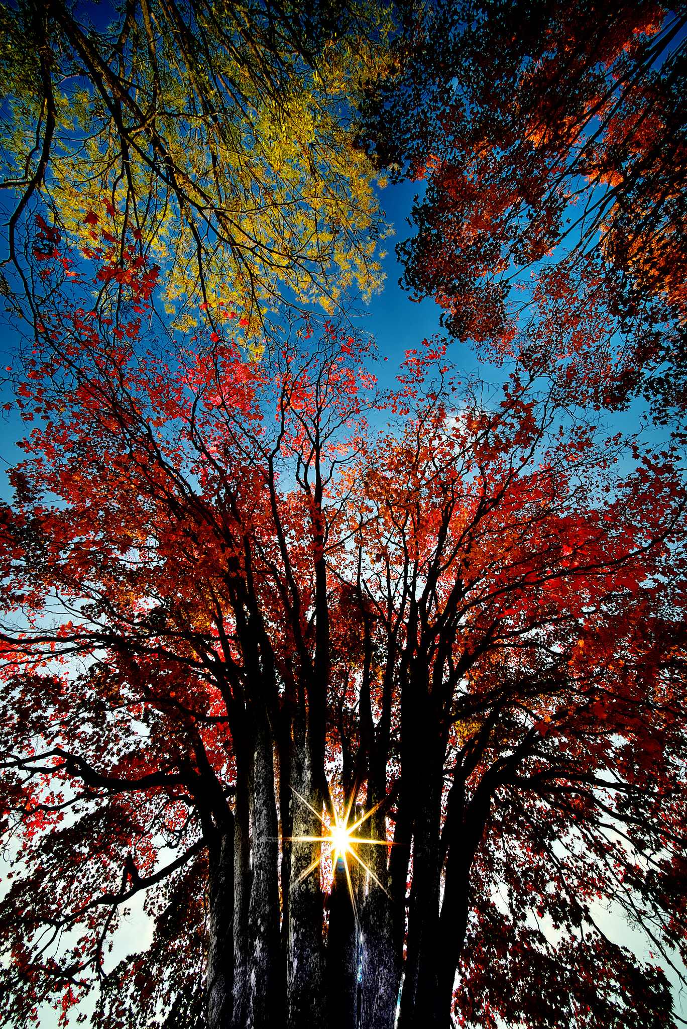 E 10mm F5.6 sample photo. Autumn in the backyard photography