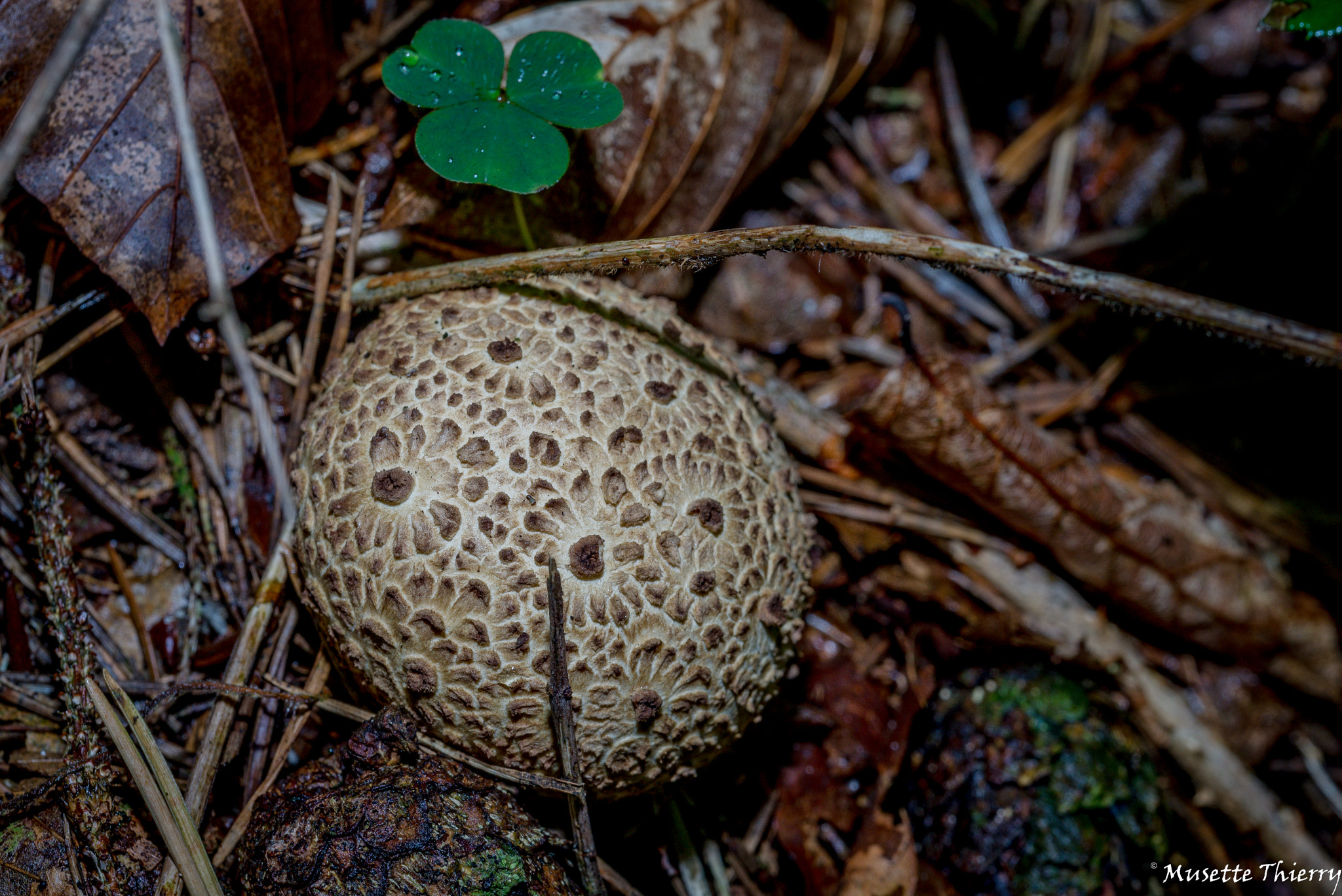 Nikon D600 sample photo. In the woods photography