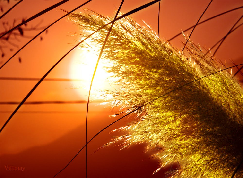Fujifilm FinePix S2000HD sample photo. Fiore di pampas in  controluce al tramonto- photography