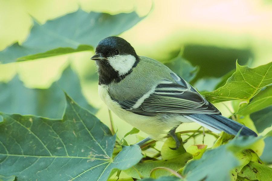 Canon EF 300mm F4L IS USM sample photo. Kohlmeise photography