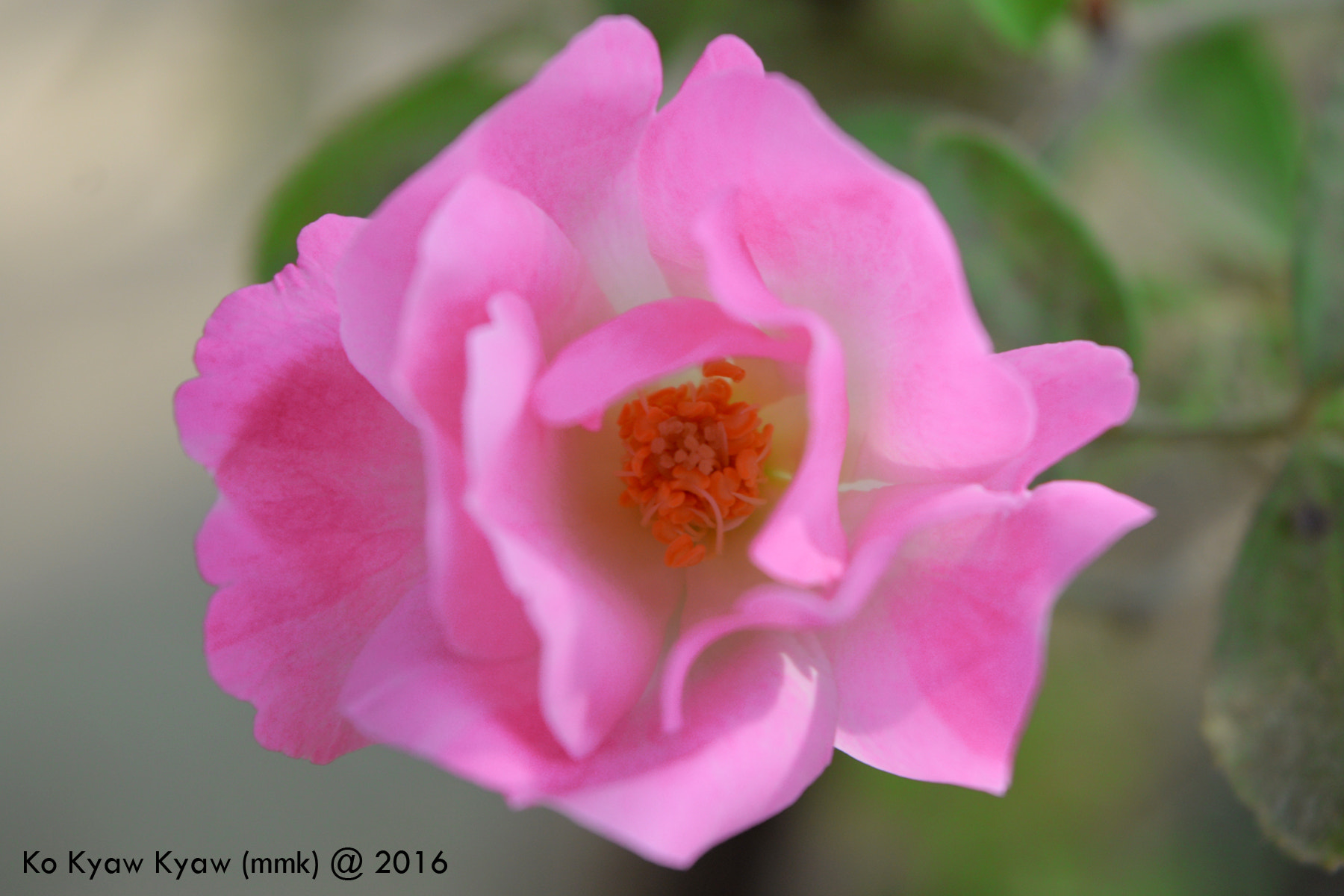 Nikon D3200 + IX-Nikkor 30-60mm f/4-5.6 sample photo. Pink rose photography