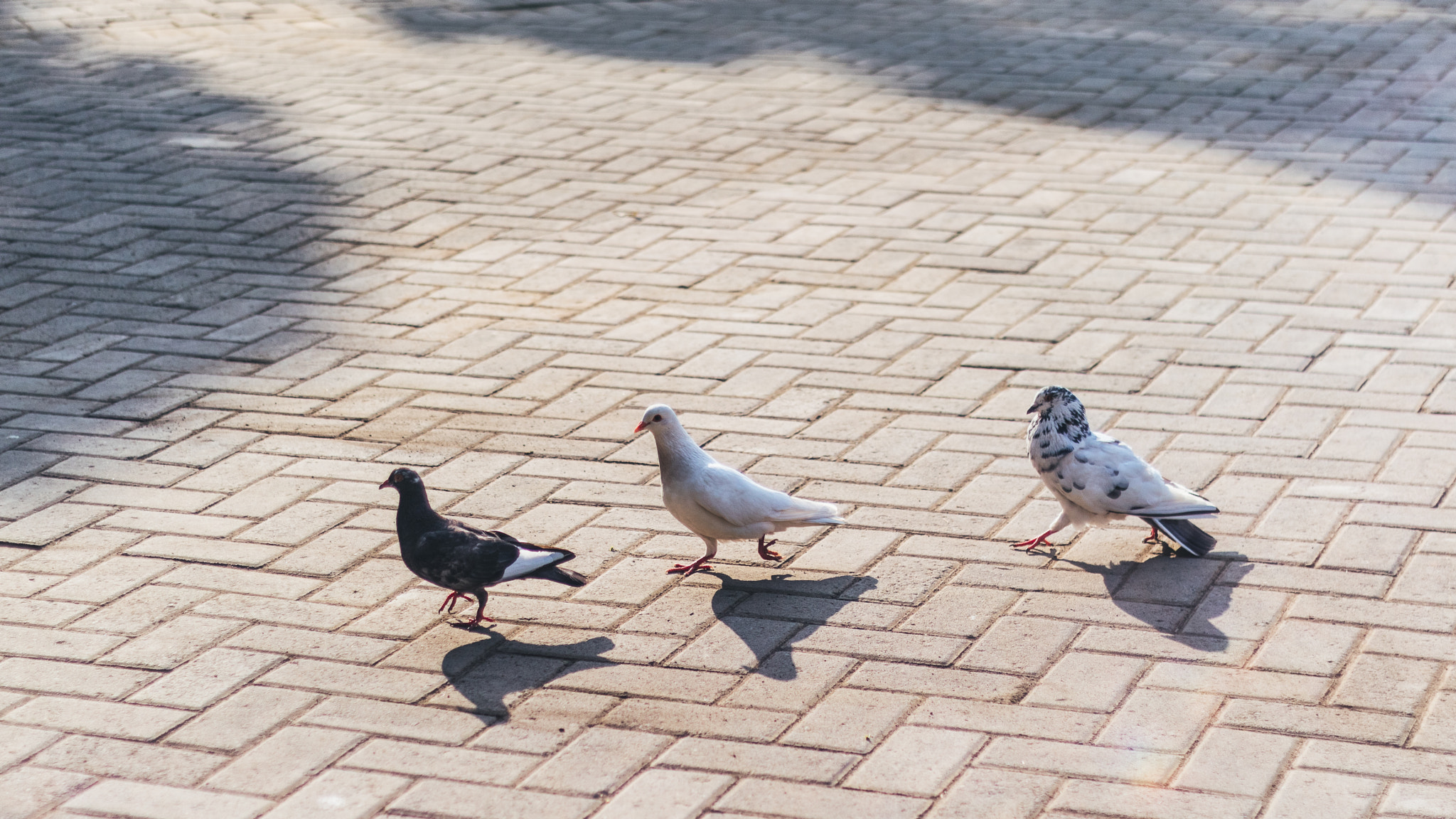 Canon EOS M3 + Canon EF 50mm F1.8 II sample photo. Curious pigeon? photography