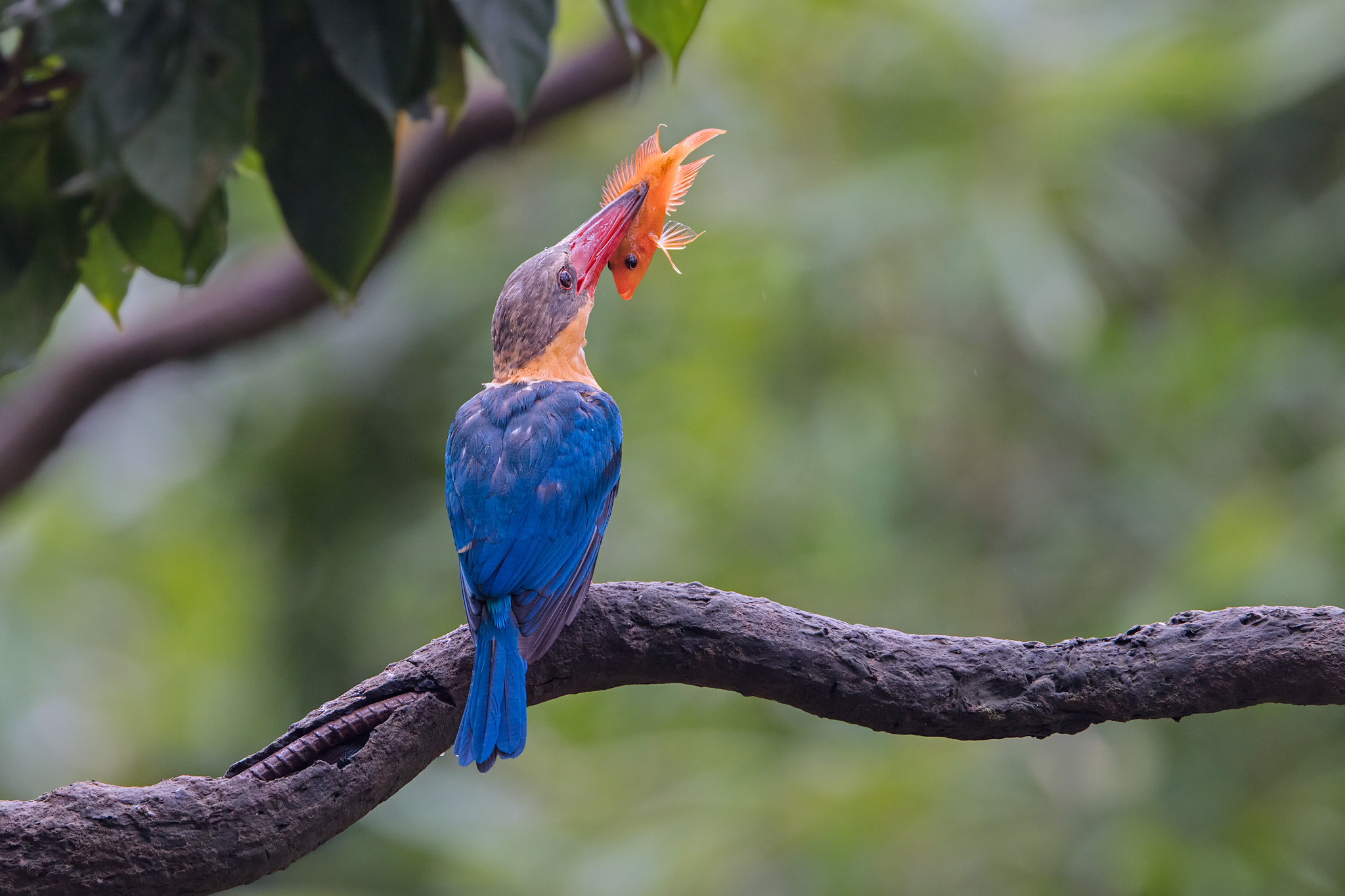 Canon EF 400mm F2.8L IS II USM sample photo. Yummy! photography