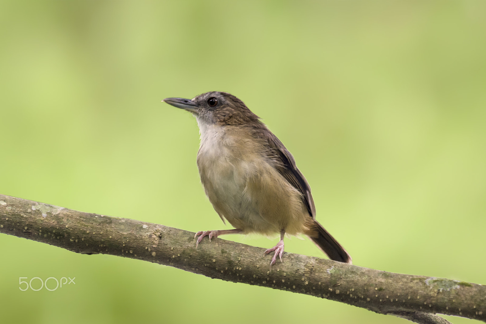 Nikon AF-S Nikkor 400mm F2.8G ED VR II sample photo. Abott's babbler photography