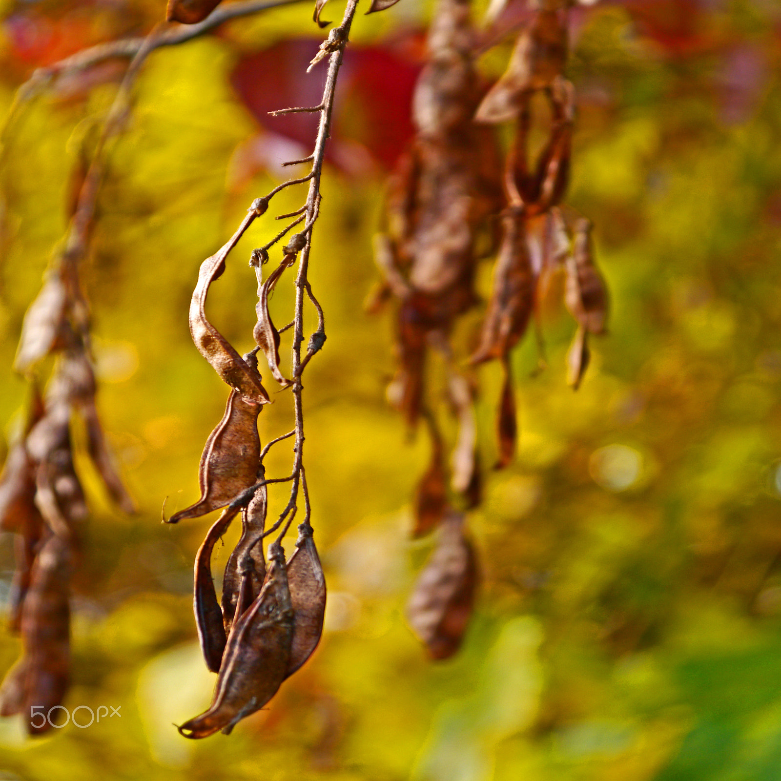 Panasonic Lumix DMC-G3 sample photo. Autumn leafs photography