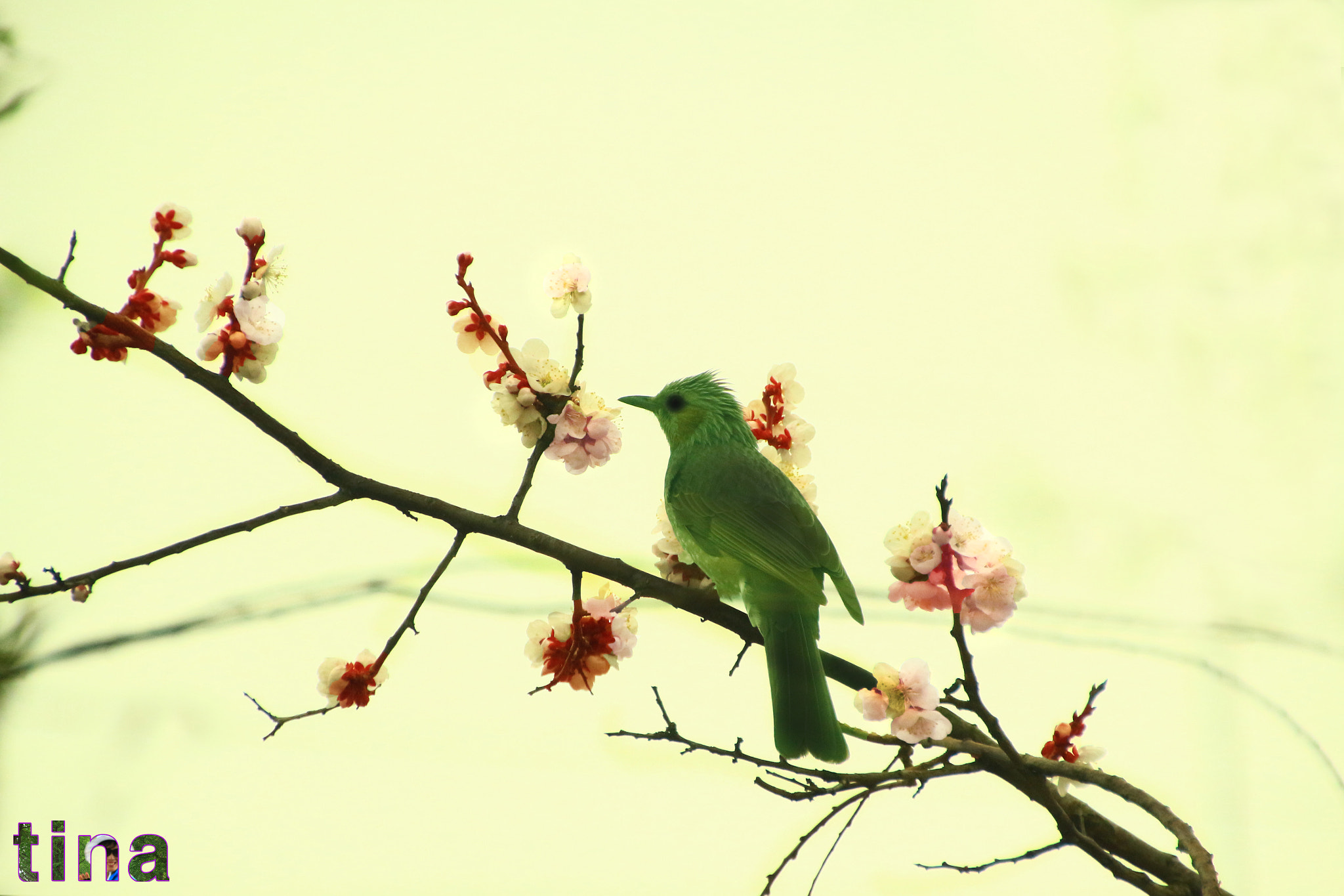 Canon EOS 650D (EOS Rebel T4i / EOS Kiss X6i) sample photo. Bird photography