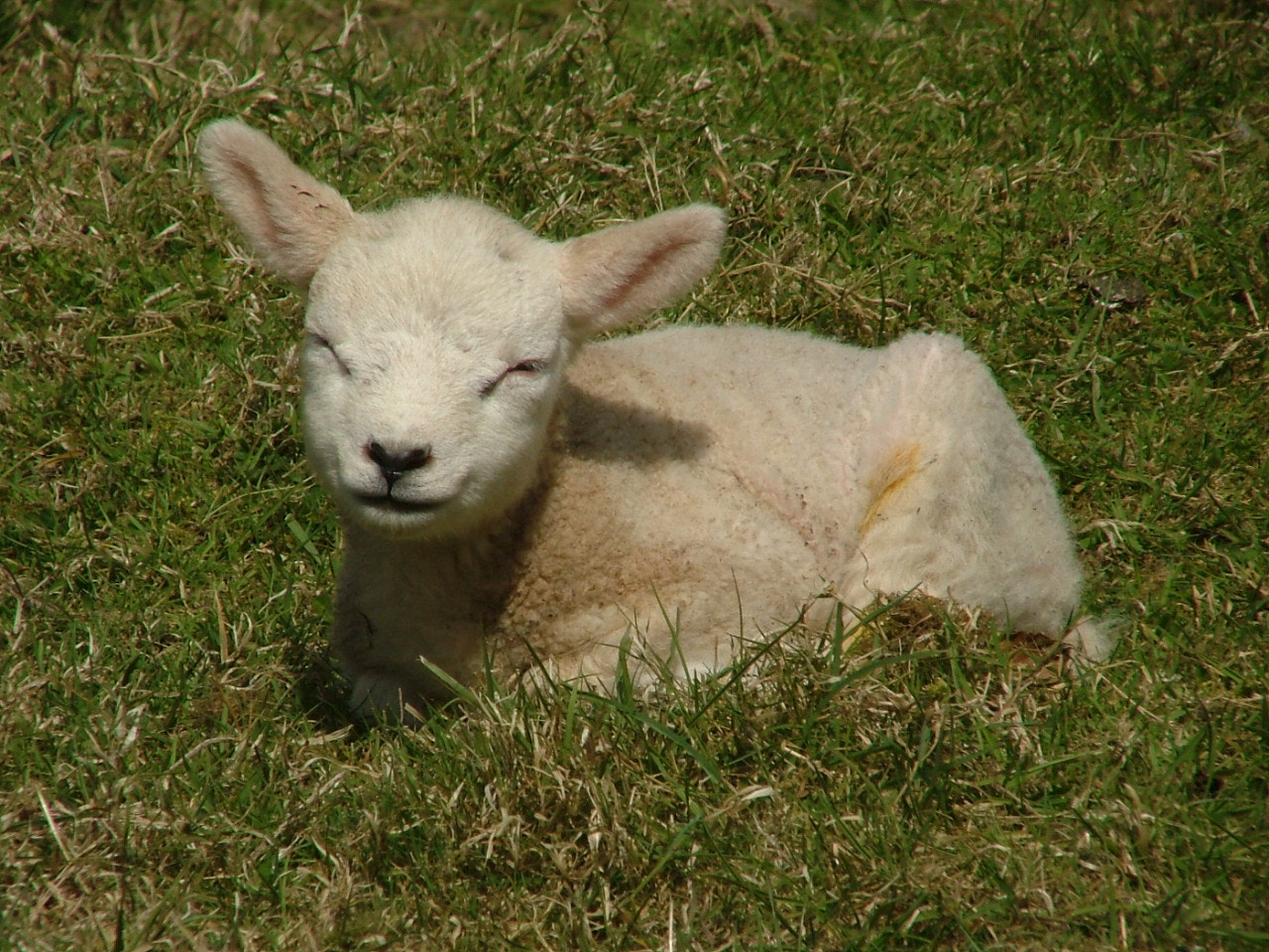 Fujifilm FinePix S5000 sample photo. Lamb........dreaming photography