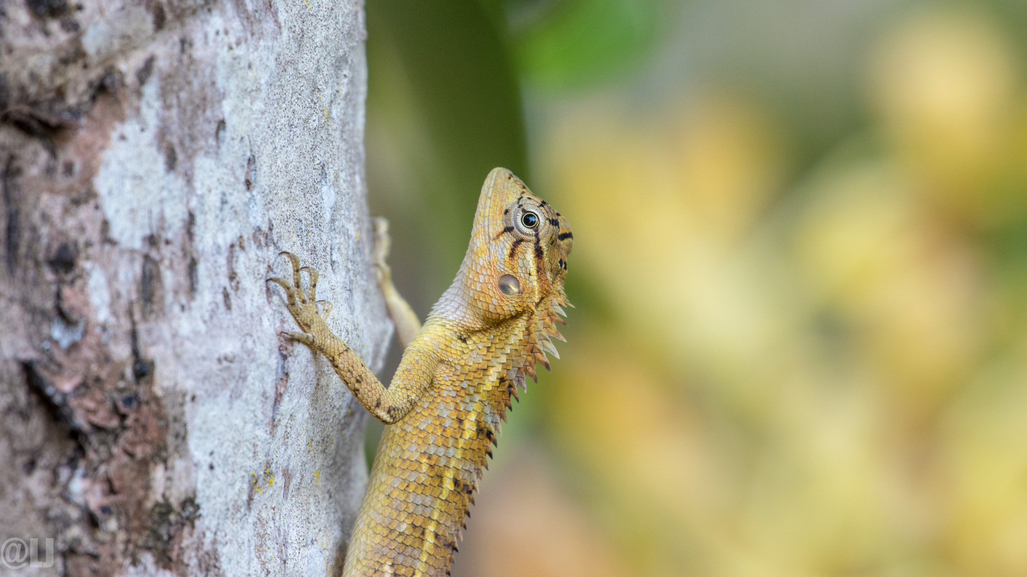 Nikon AF-S Nikkor 200-500mm F5.6E ED VR sample photo. Chameleon photography