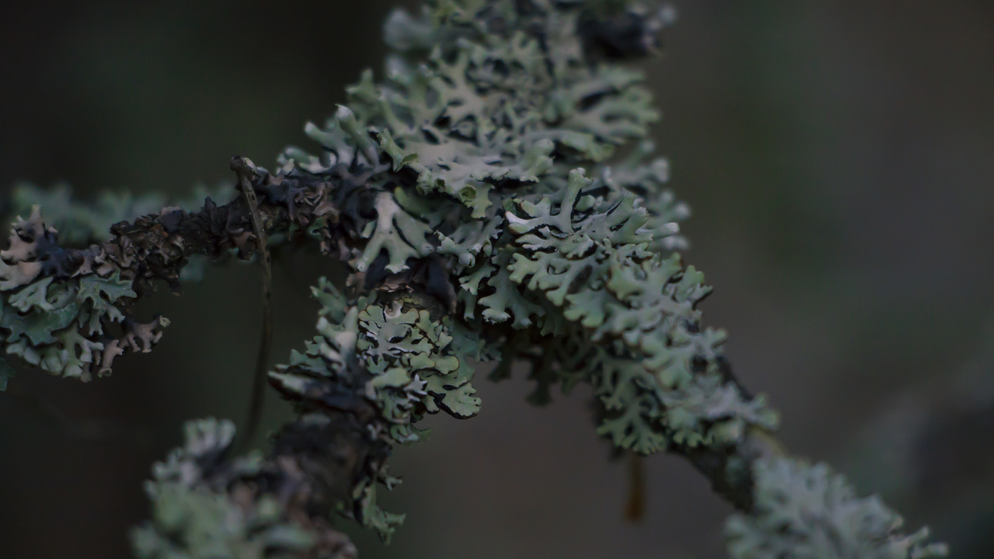 Canon EOS 50D sample photo. Moss photography