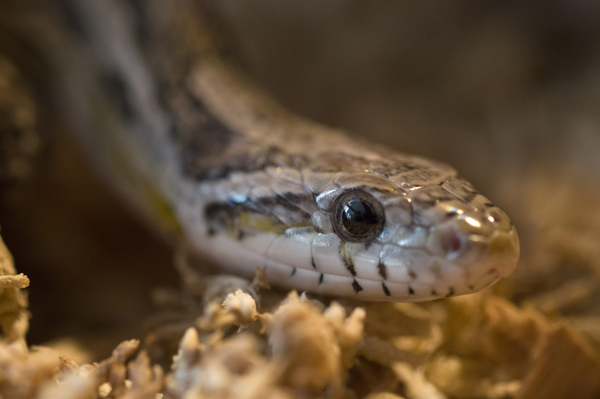 Sigma 105mm F2.8 EX DG OS HSM sample photo. My little friend photography