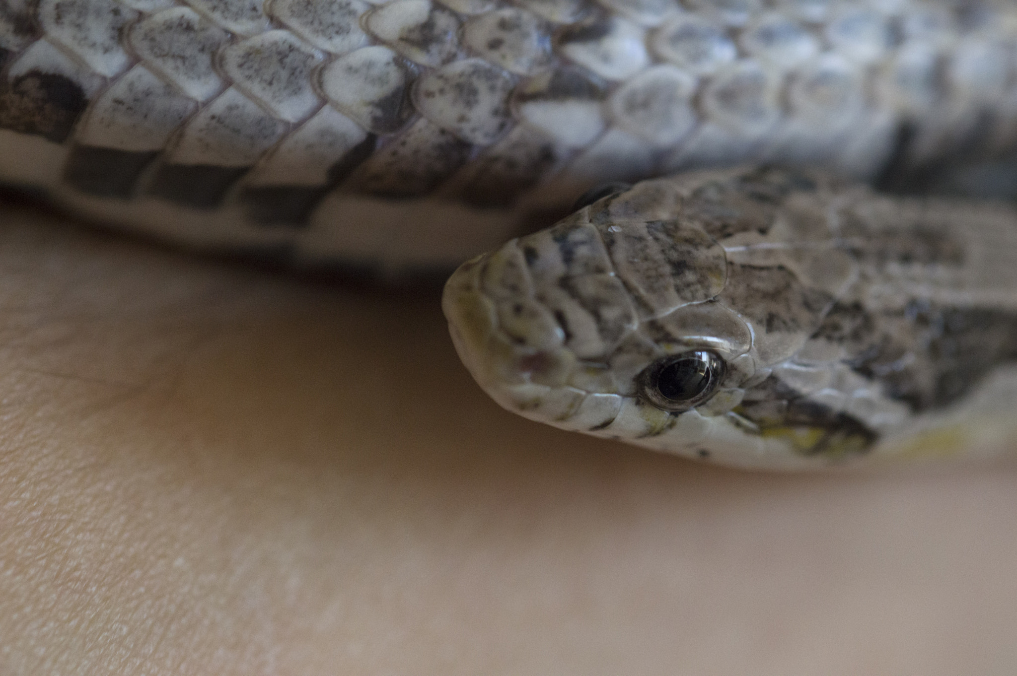 Sigma 105mm F2.8 EX DG OS HSM sample photo. My little friend photography