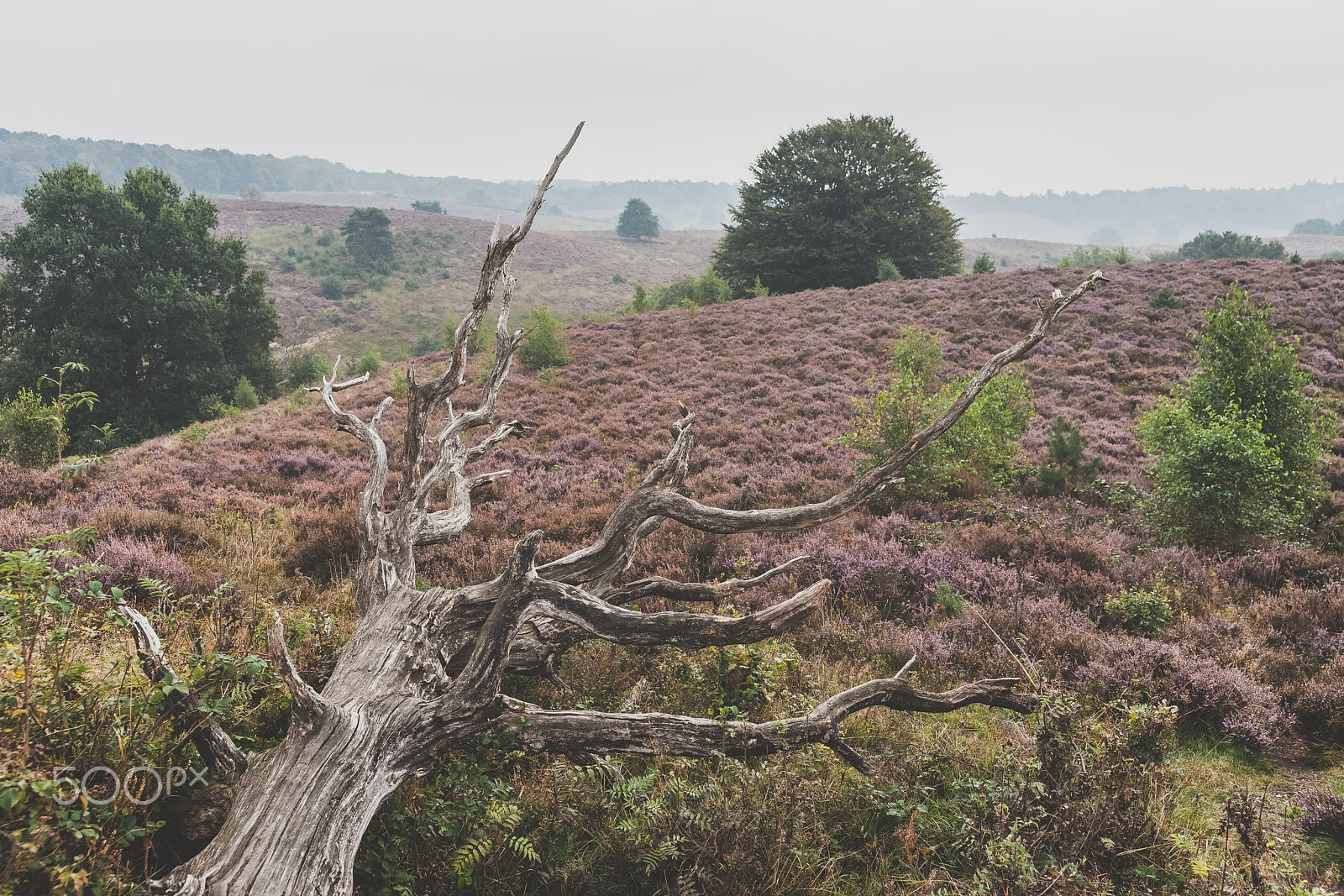 Sony Alpha DSLR-A900 sample photo. Morning in the blooming heather fields photography