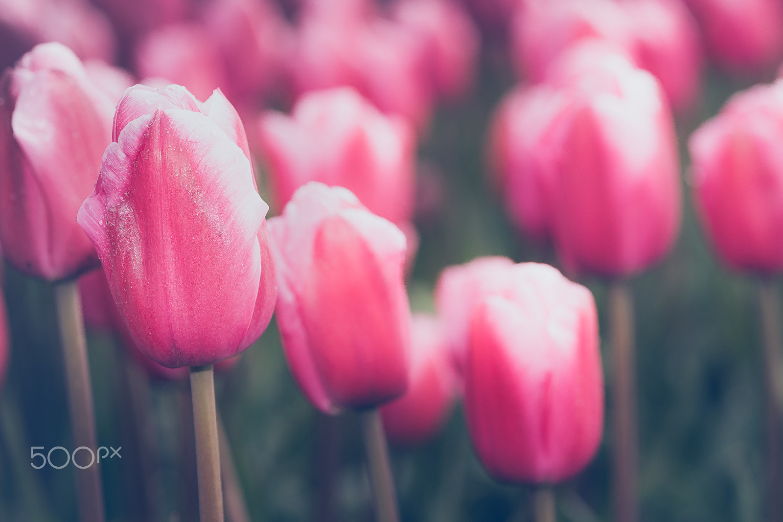 Sony Alpha DSLR-A900 sample photo. Fowering tulip bulbs in field photography