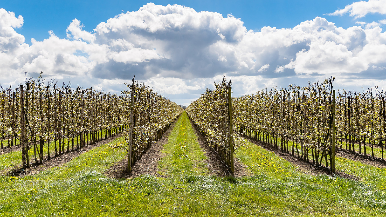 Sony Alpha DSLR-A900 + Sony Vario-Sonnar T* 16-35mm F2.8 ZA SSM sample photo. Fruit orchard with apple blossoms in spring photography