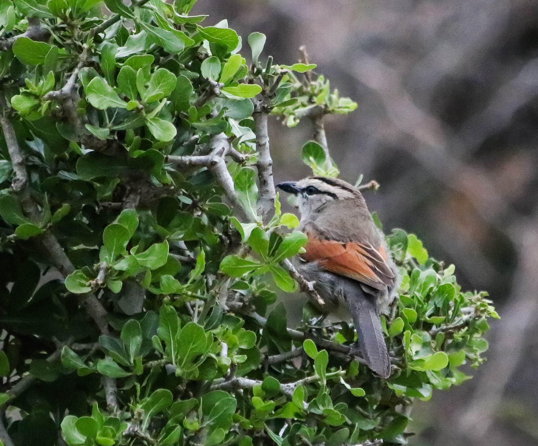 Canon EF 70-300mm F4-5.6 IS USM sample photo. Brown crowned tchagra photography