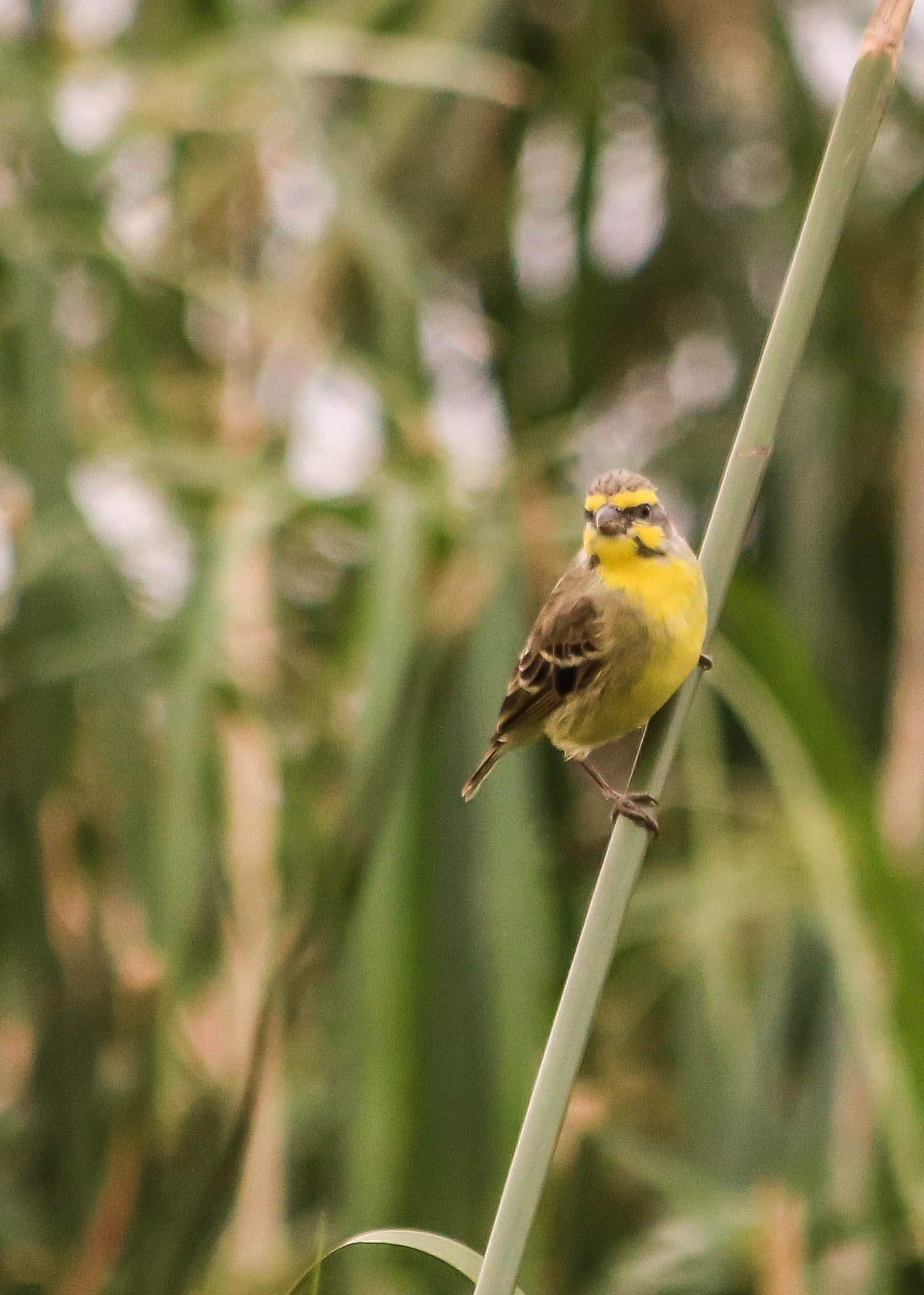Canon EF 70-300mm F4-5.6 IS USM sample photo. Yellow fronted canary photography