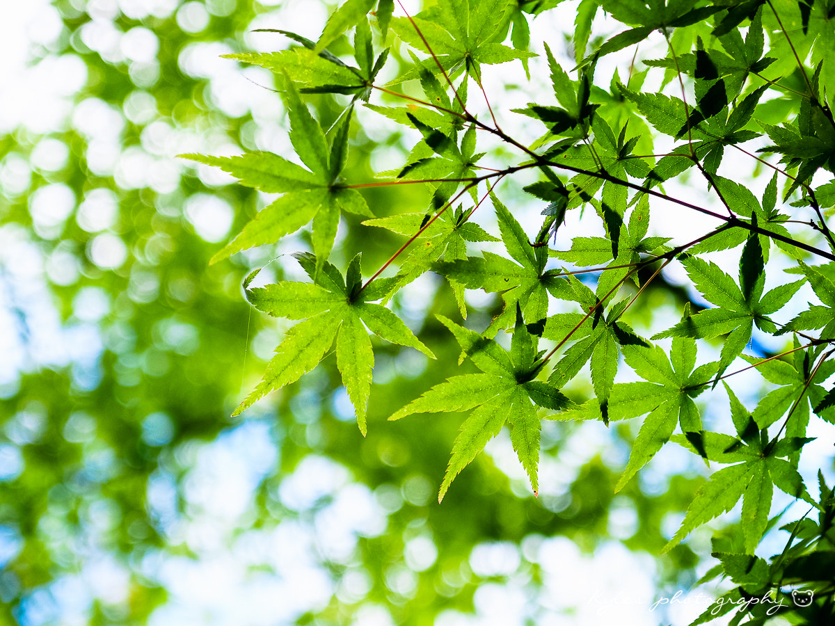 Olympus Zuiko Digital 14-54mm F2.8-3.5 II sample photo. 高桐院 photography