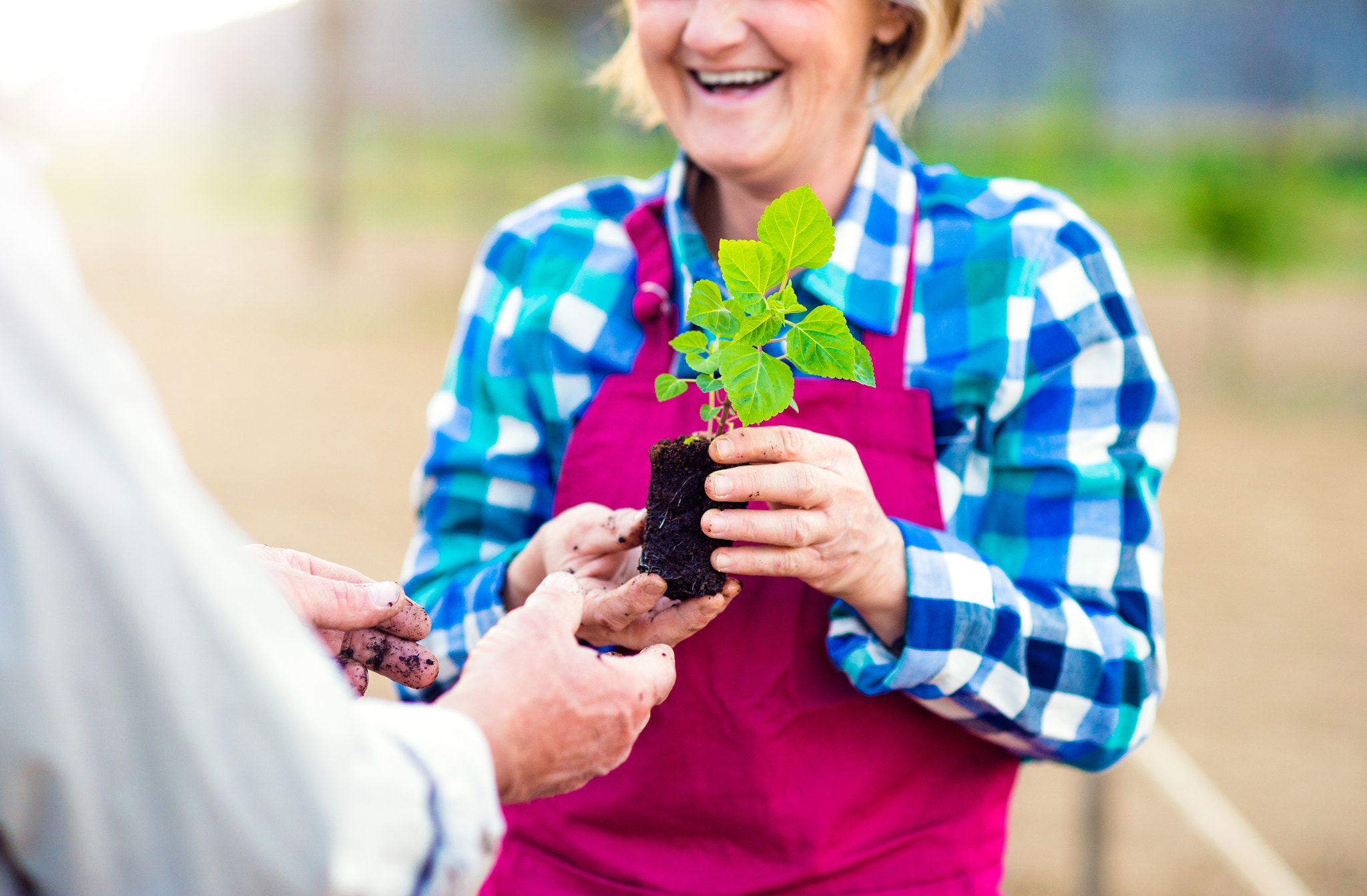 Nikon D4S + Nikon AF Nikkor 85mm F1.8D sample photo. Close up of unrecognizable senior couple holding little seedling photography