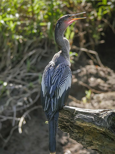 Panasonic Lumix DMC-GH4 + Panasonic Lumix G Vario 100-300mm F4-5.6 OIS sample photo. Anhinga male standing on a log showing wings with mouth open photography