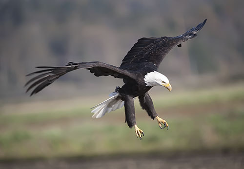 Canon EOS 5D + Canon EF 300mm F2.8L IS USM sample photo. Bald eagle in flight photography