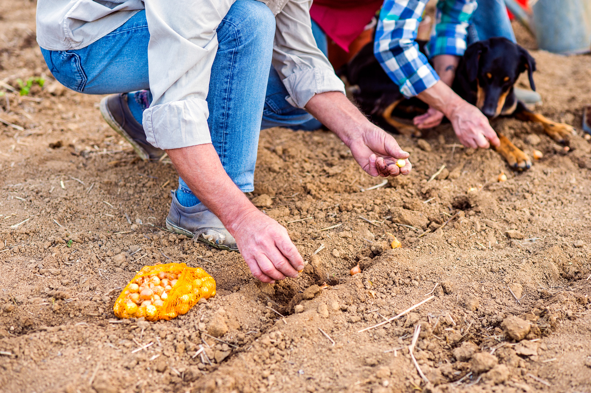 Nikon D4S + Nikon AF Nikkor 85mm F1.8D sample photo. Close up of unrecognizable senior couple planting onions in row photography