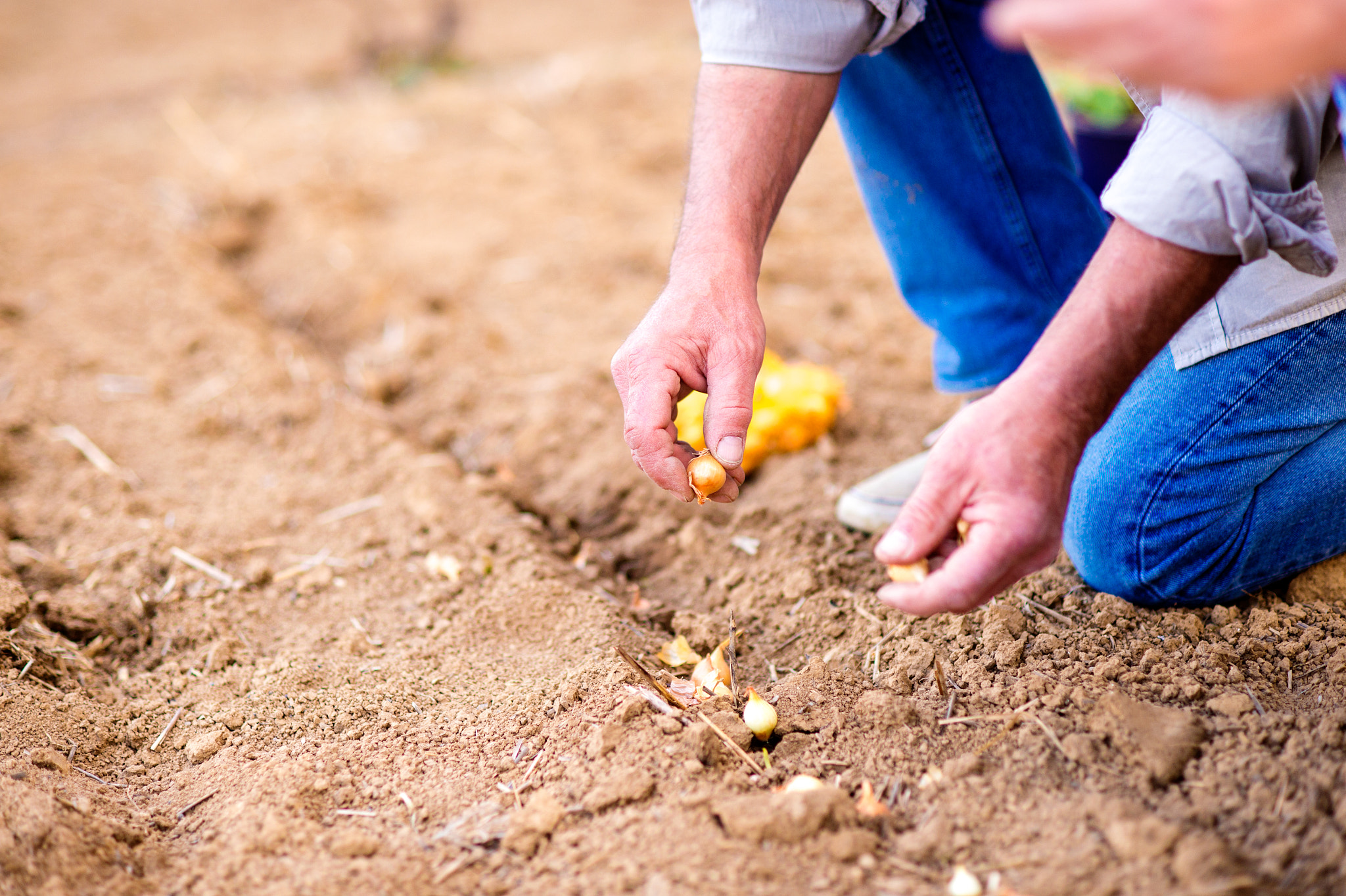 Nikon D4S + Nikon AF Nikkor 85mm F1.8D sample photo. Senior man planting onions in row against dirt, detail photography