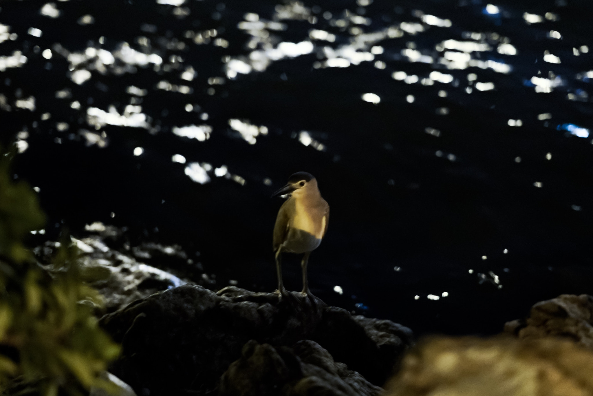 Sony FE 85mm F1.4 GM sample photo. Night bird. photography