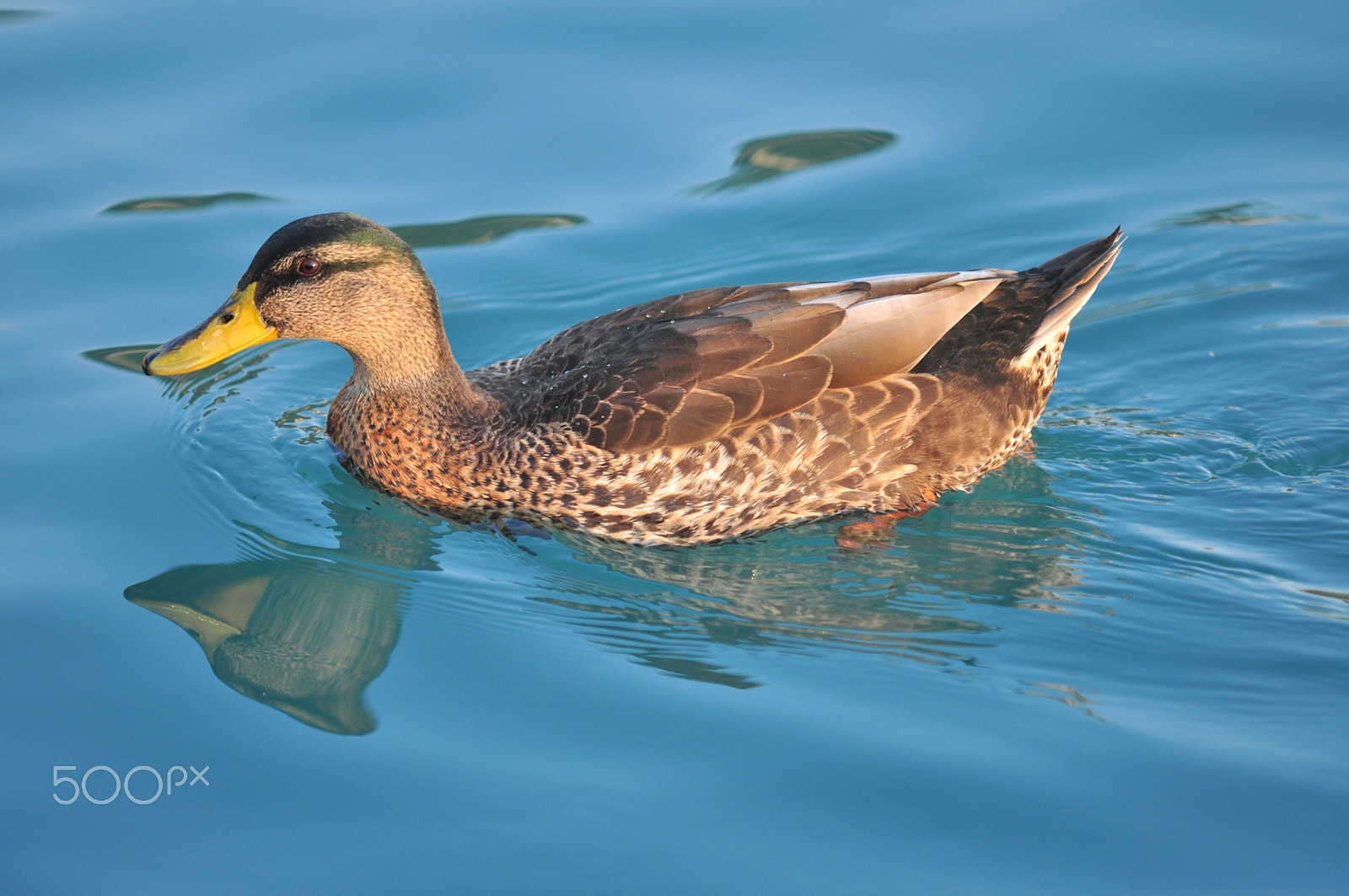 Nikon D90 + Sigma 70-200mm F2.8 EX DG OS HSM sample photo. Animals photography