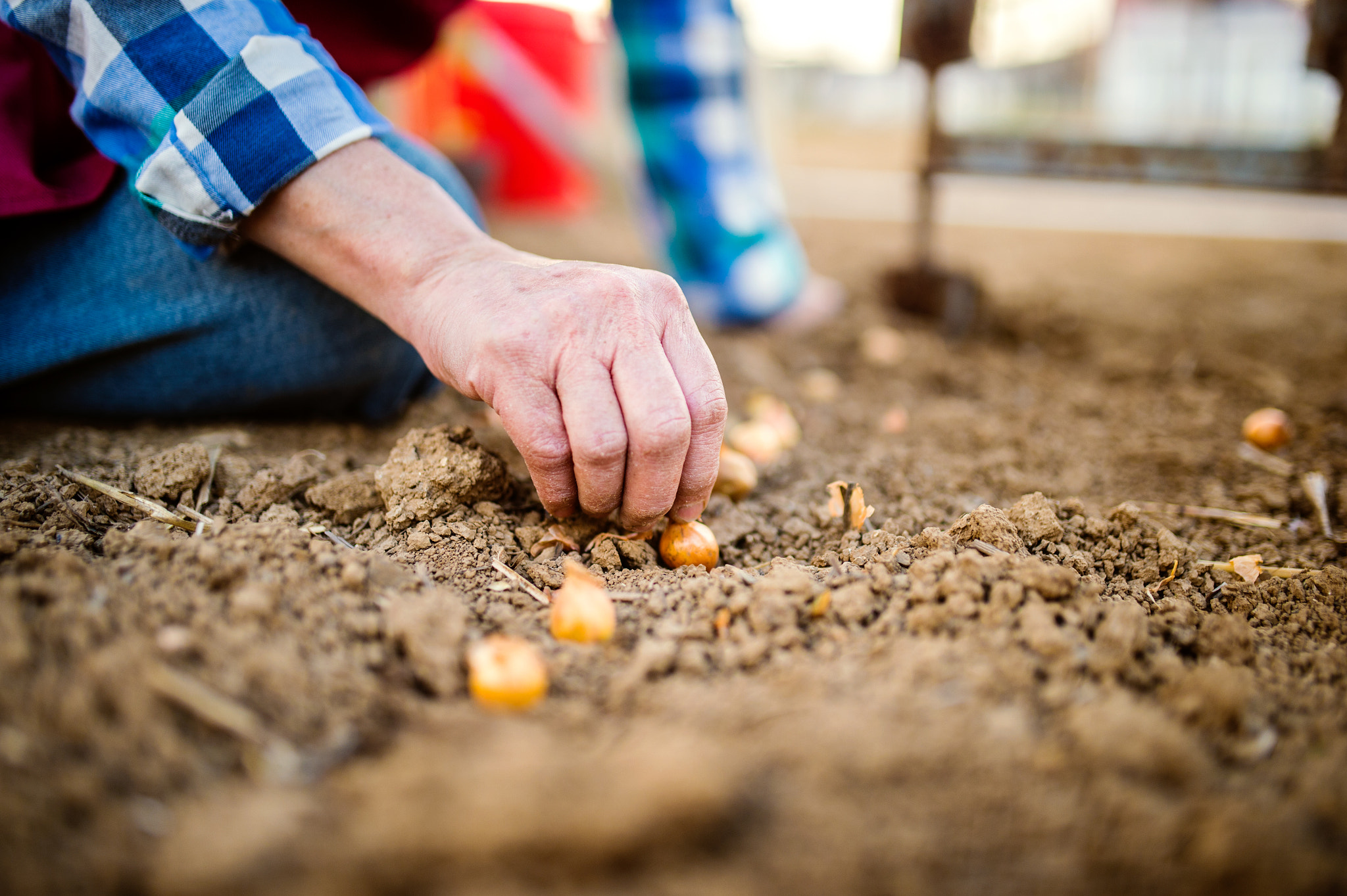 Nikon D4S + Sigma 35mm F1.4 DG HSM Art sample photo. Close up, unrecognizable senior woman planting onions in row photography