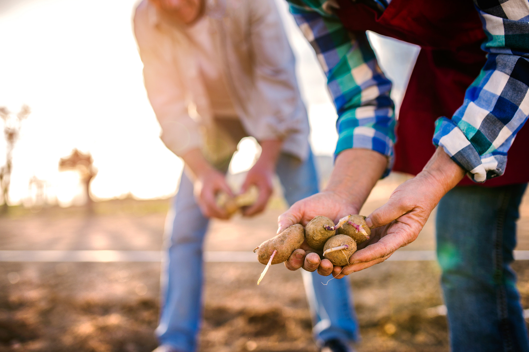 Nikon D4S + Sigma 35mm F1.4 DG HSM Art sample photo. Close up of hands of couple planting potatoes into ground photography