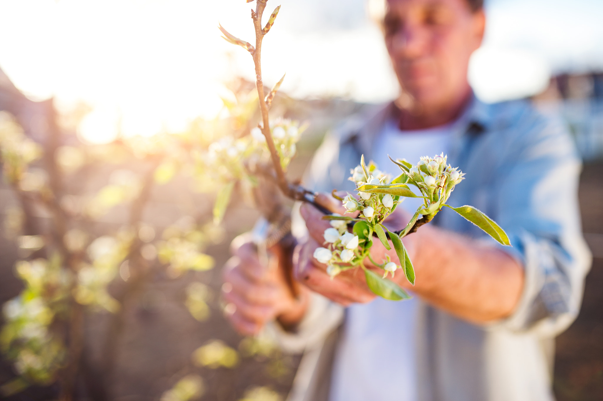 Nikon D4S + Sigma 35mm F1.4 DG HSM Art sample photo. Senior man pruning apple tree in sunny spring garden photography