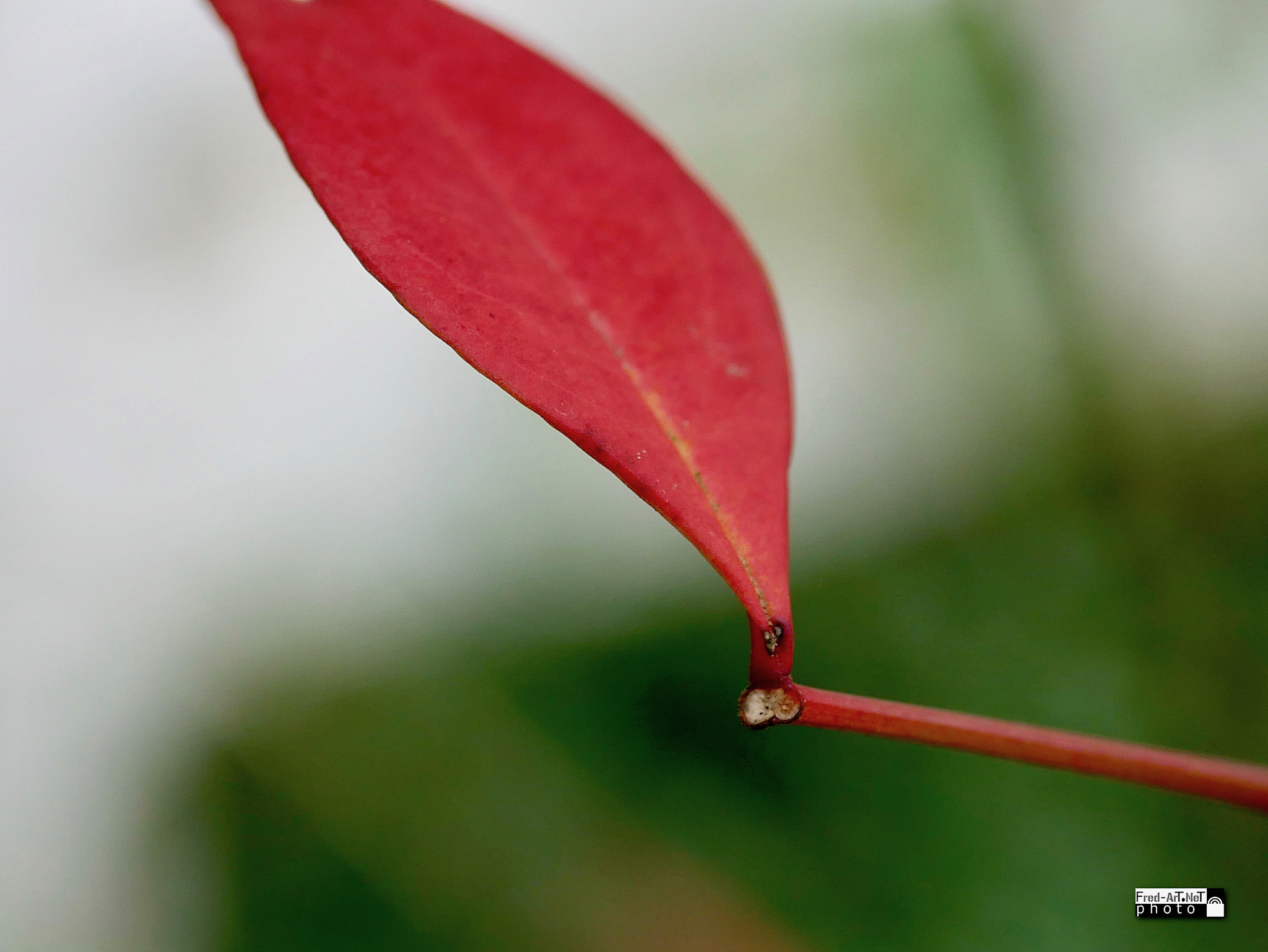 Panasonic Lumix G Macro 30mm F2.8 ASPH Mega OIS sample photo. Rouge feuille... photography