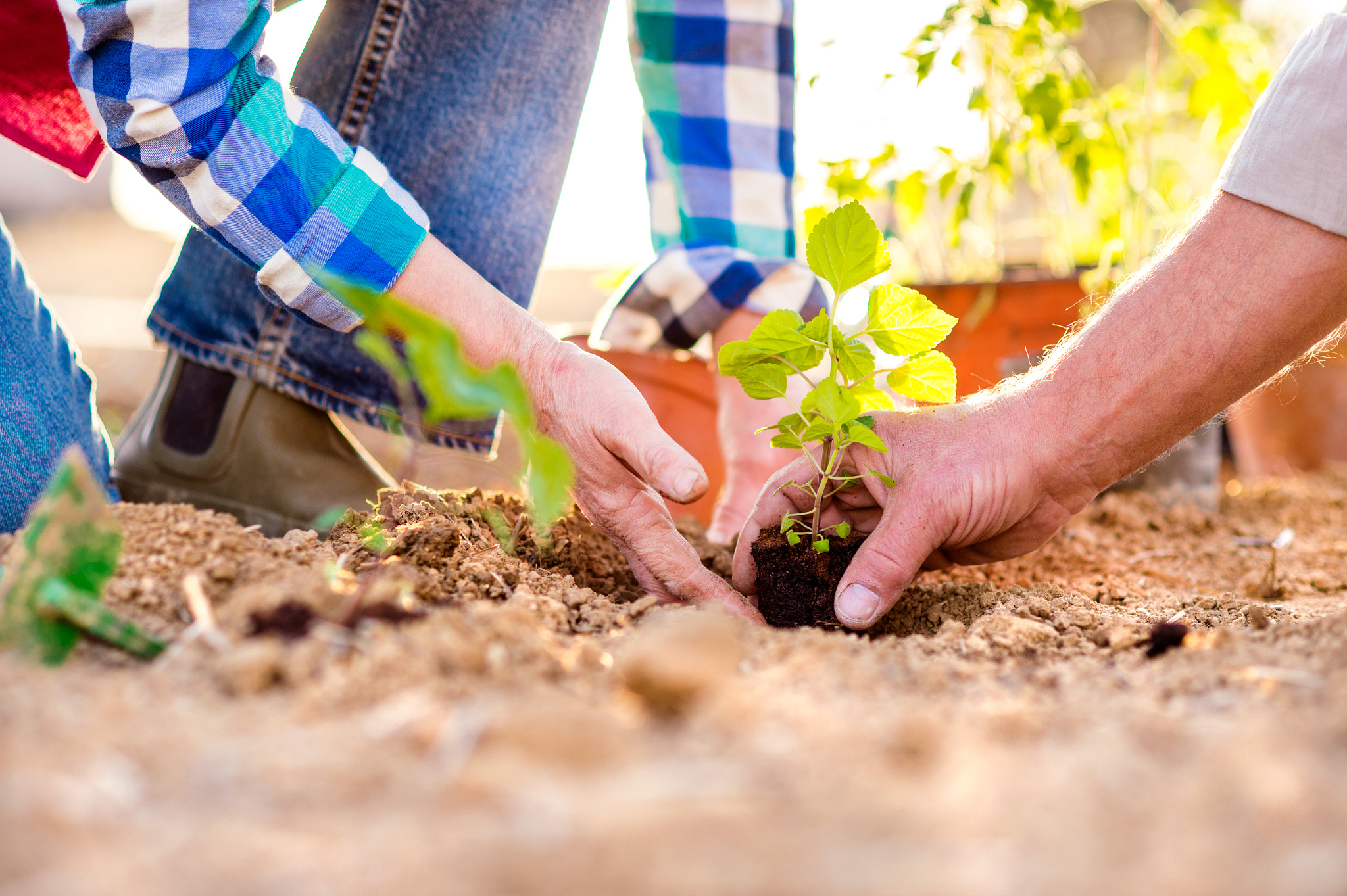 Nikon D4S + Nikon AF Nikkor 85mm F1.8D sample photo. Close up of hands, senior couple planting little seedling photography