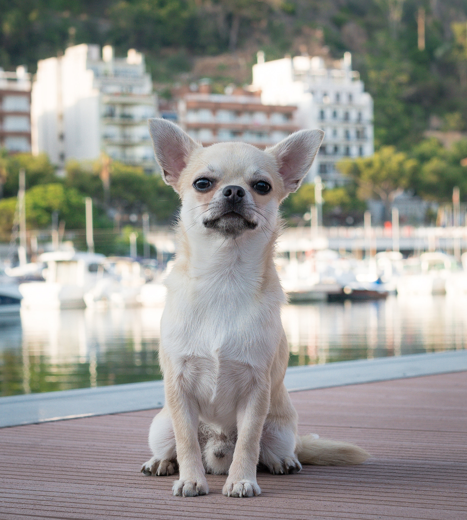 Nikon D800E + Sigma 35mm F1.4 DG HSM Art sample photo. Paquinño is a good boy! photography