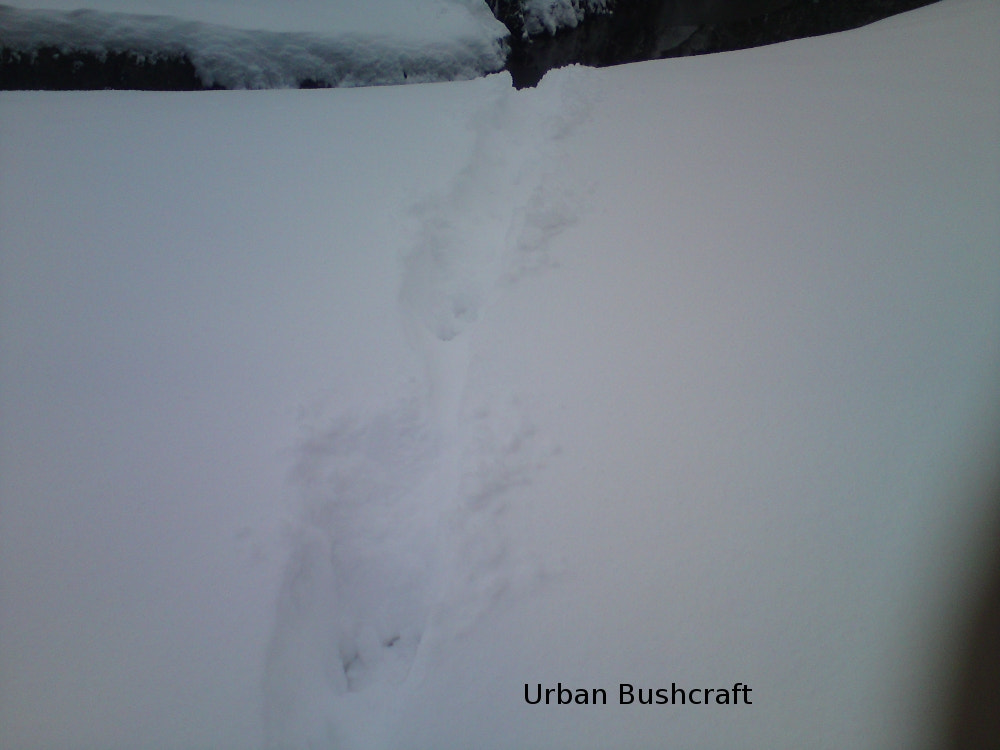 Sony Ericsson W995 sample photo. Otter3.jpg photography