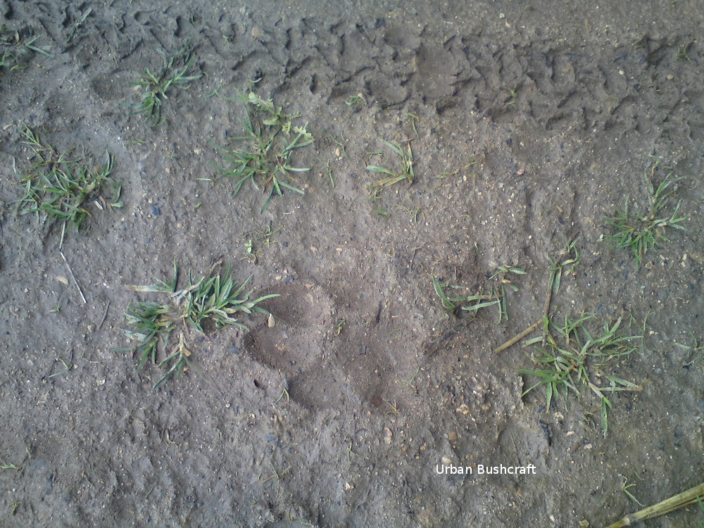 Sony Ericsson W995 sample photo. Track.jpg photography