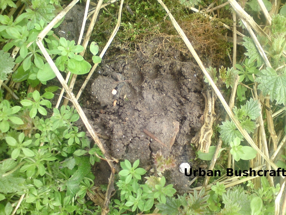 Sony Ericsson W995 sample photo. Otter4.jpg photography