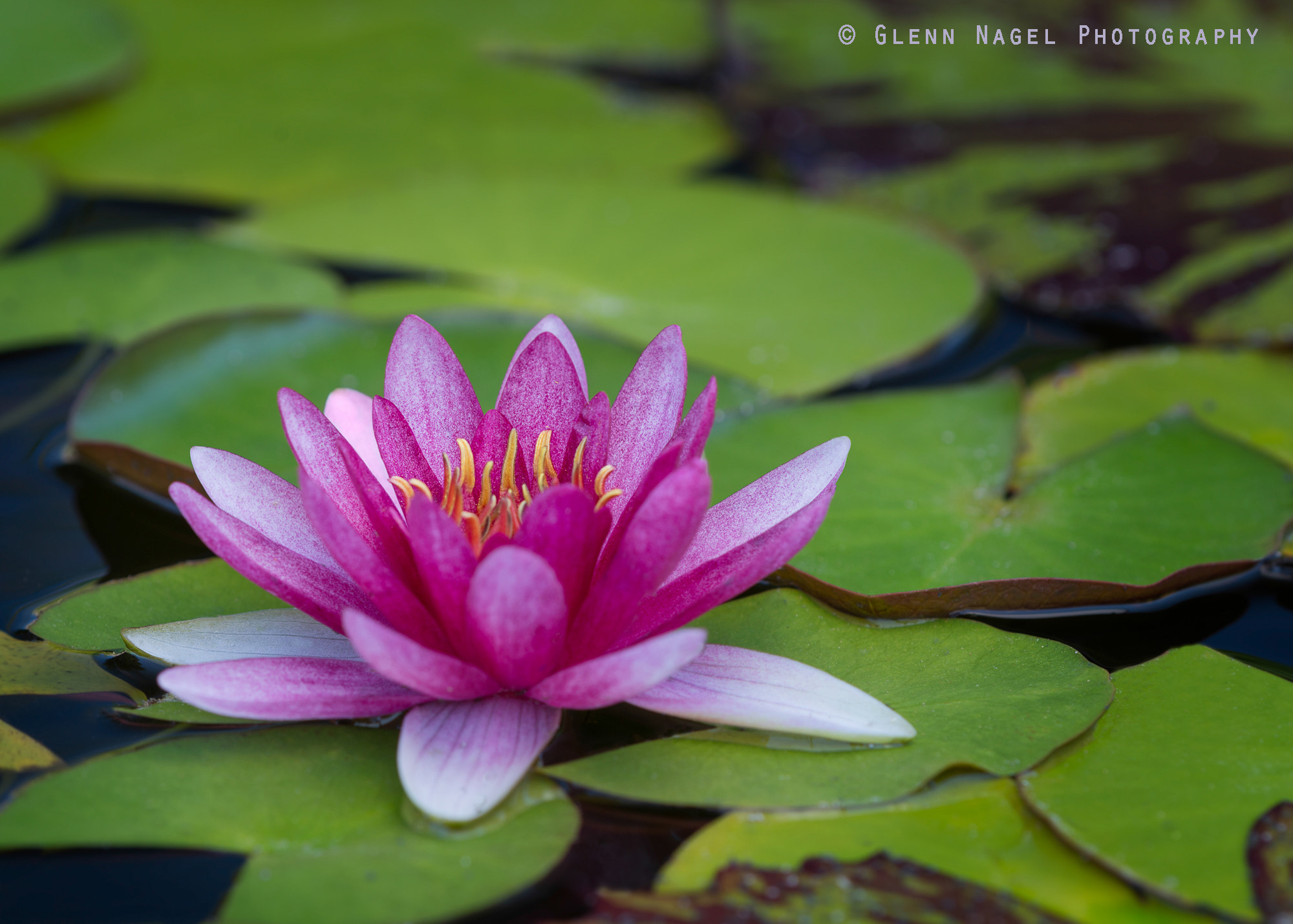 Nikon D800 + Nikon AF Micro-Nikkor 200mm F4D ED-IF sample photo. Water lily photography