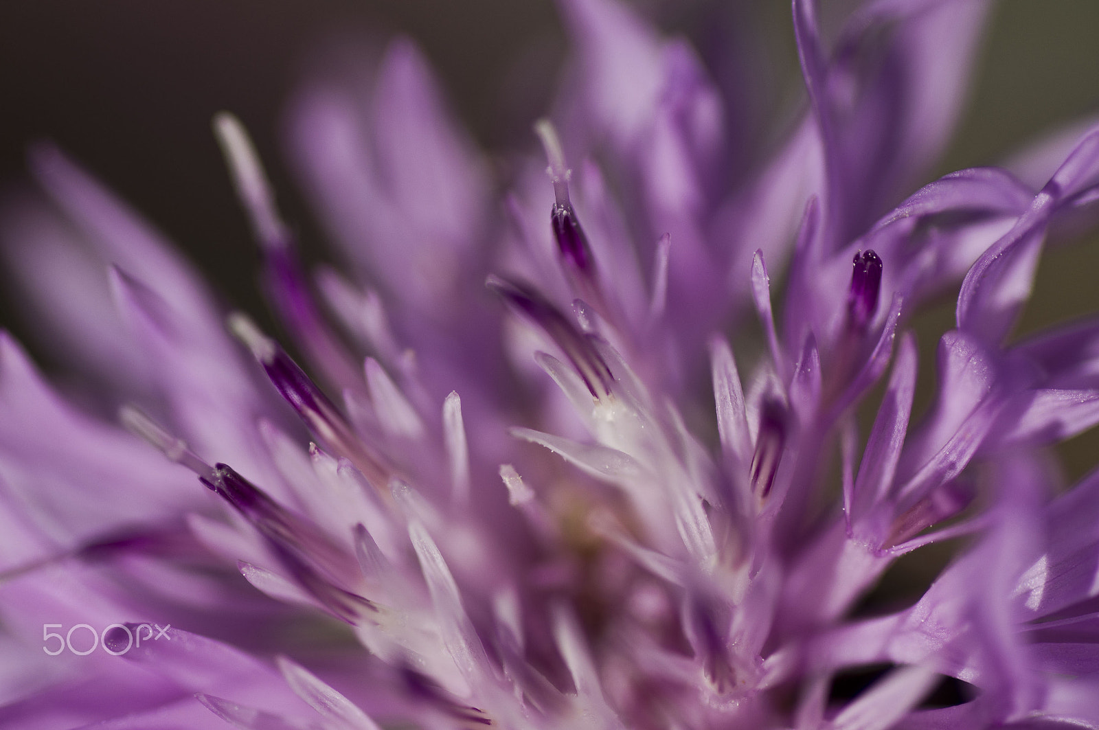 Sony SLT-A55 (SLT-A55V) + Tamron SP AF 90mm F2.8 Di Macro sample photo. Flower photography