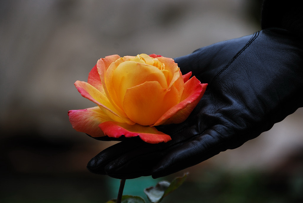 Nikon D40X sample photo. Touch photography