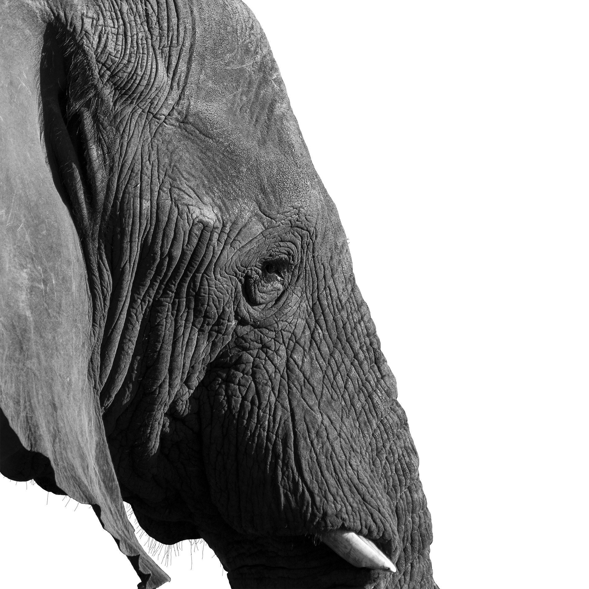 Sigma 150-500mm F5-6.3 DG OS HSM sample photo. Elephant photography