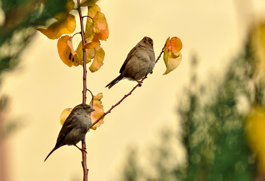 Nikon D5000 sample photo. Birds photography