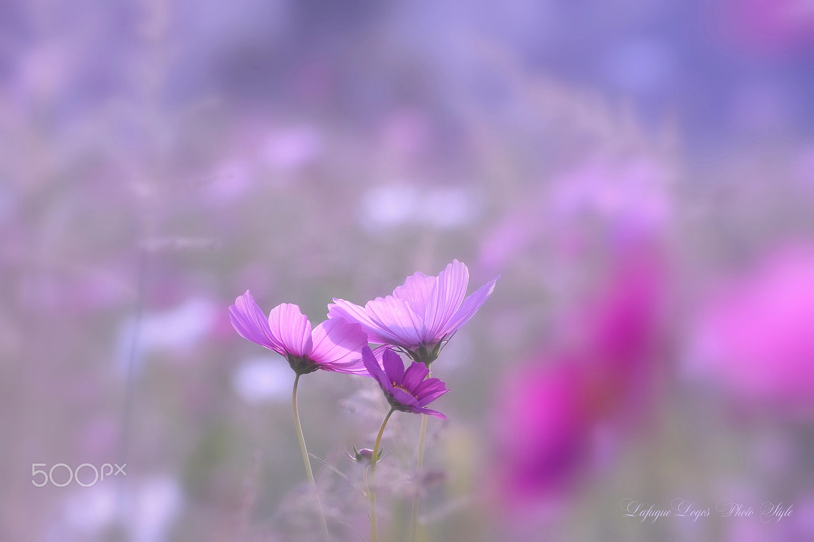 Sigma 70-300mm F4-5.6 APO DG Macro sample photo. Affections in autumn photography