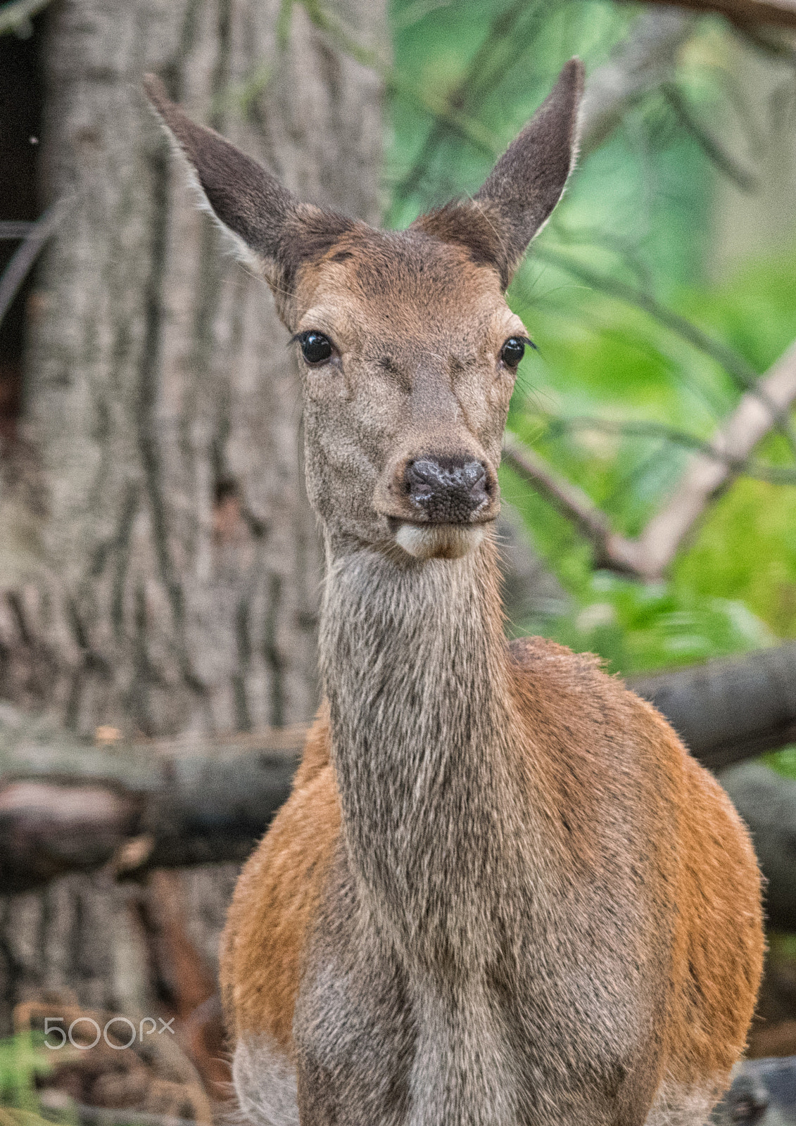 Sigma 150-500mm F5-6.3 DG OS HSM sample photo. Good looking photography